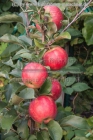 directory_images/Pflanzen im Spreewald/9 Pflanzen in Spreewaldgarten/Obst/Apfel-Kultur-3b_Malus-domestica-Karneval.jpg